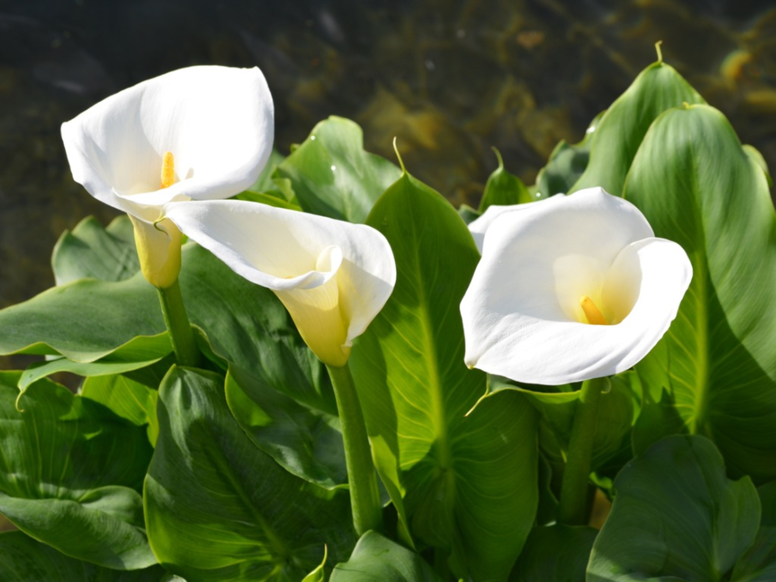 Calla Lily