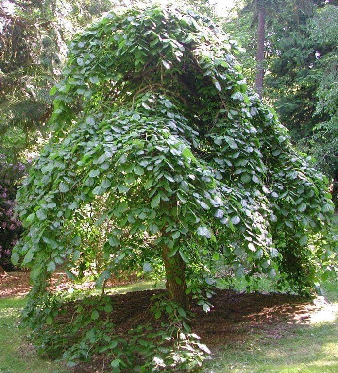 Camperdown Elm Tree (Ulmus Glabra ‘Camperdownii’)