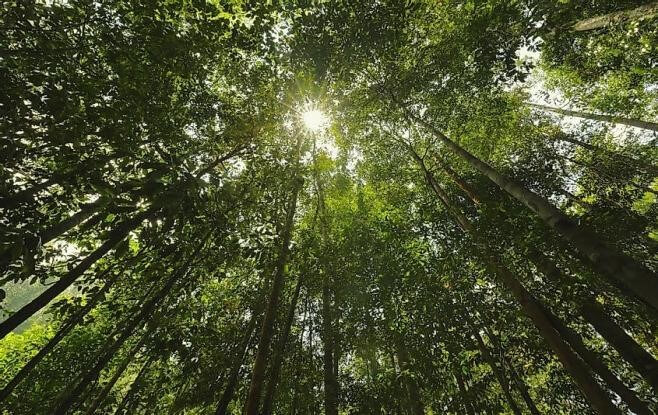 Canopy Layer