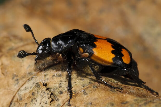 Common Sexton Beetle (Nicrophorus vespilloides) adult