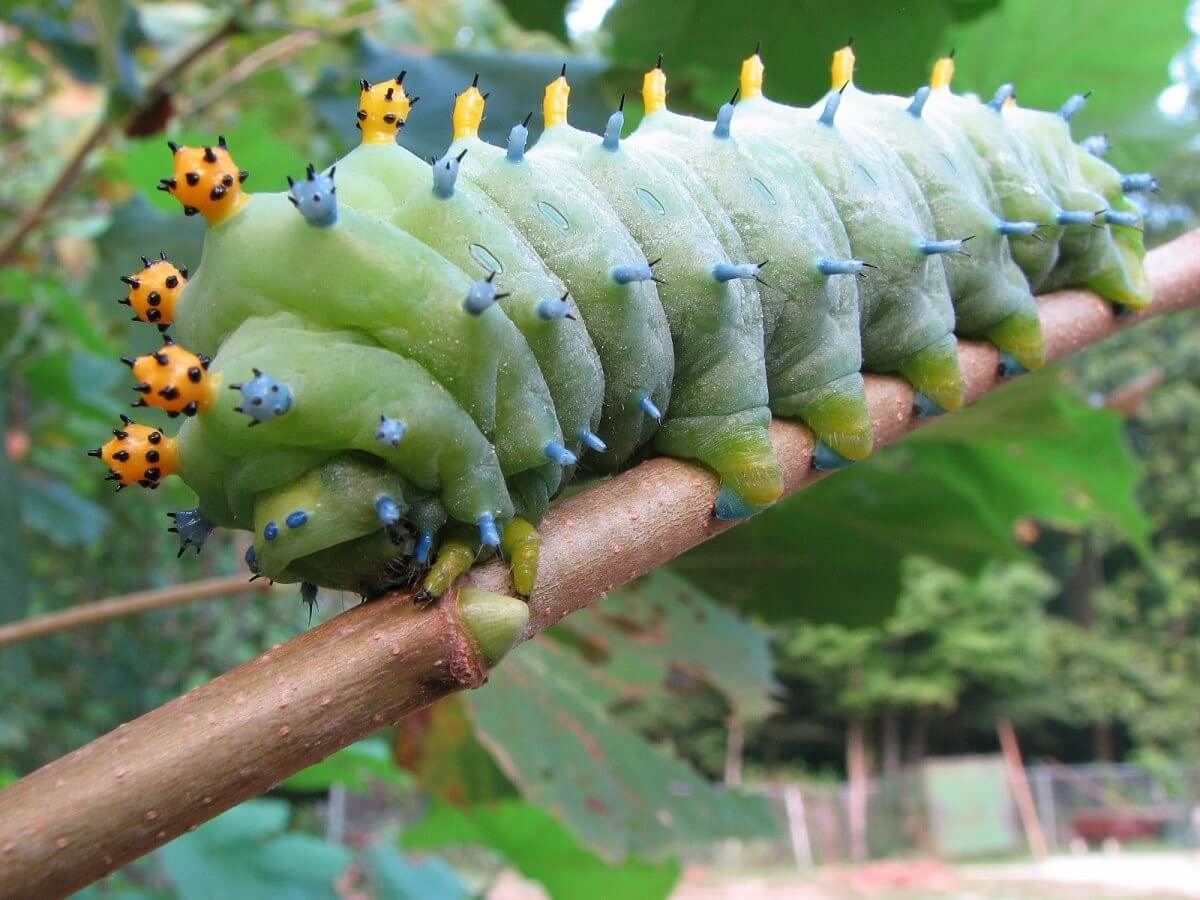 Cecropia Caterpillar