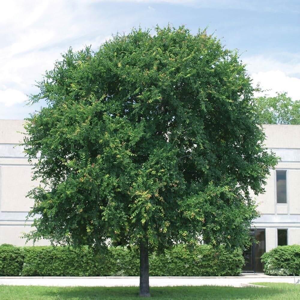 types of elm trees in minnesota