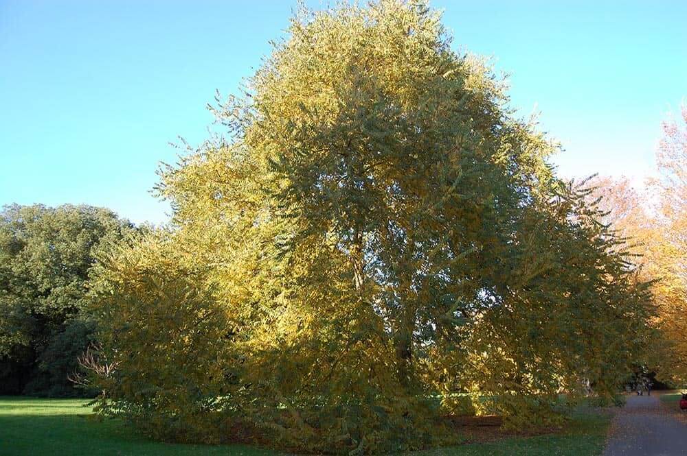 Cherry Bark Elm Tree (Ulmus Villosa)