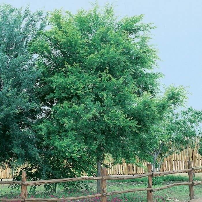 Chinese Elm Tree (Ulmus Parvifolia)