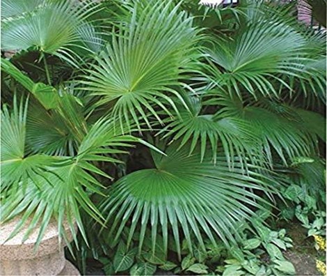 Chinese Fan Palm