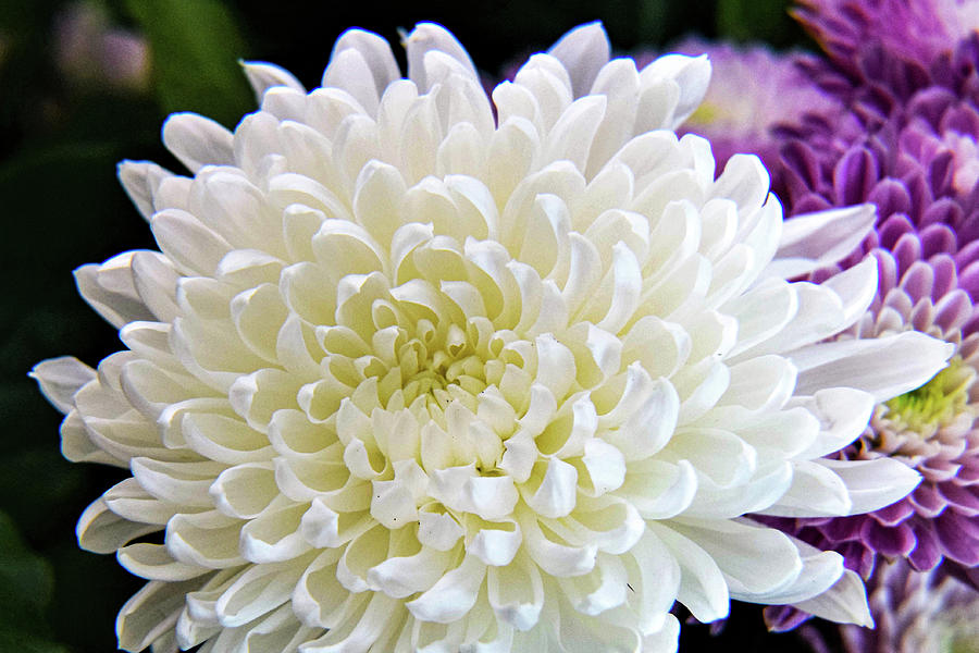 Chrysanthemums