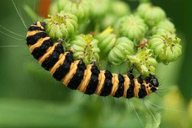 Cinnabar Moth Caterpillar