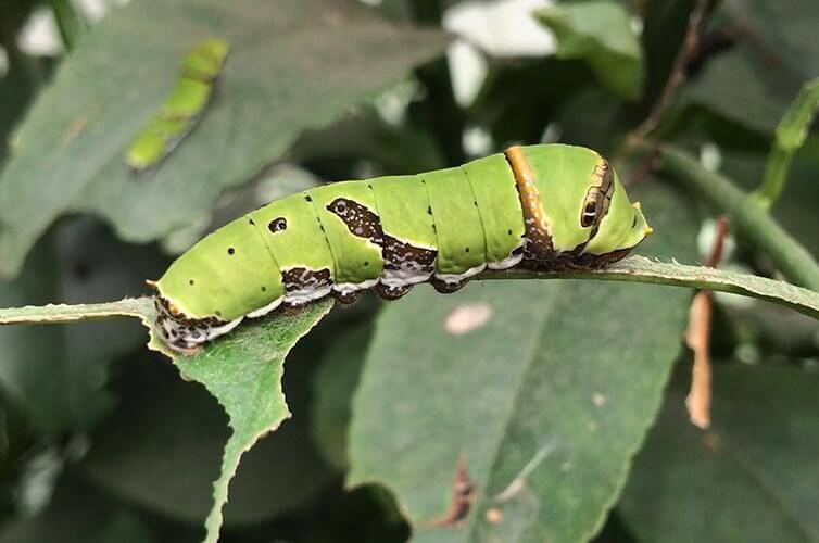 Citrus Swallowtail (Papilio Demodocus)