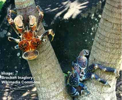 Coconut Crab