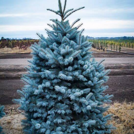 Colorado Blue Spruce