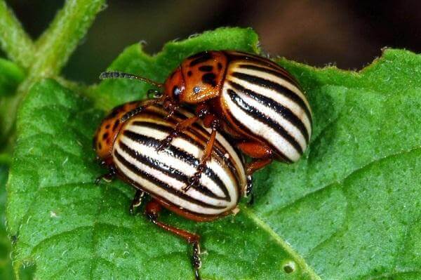 Colorado Potato Beetles