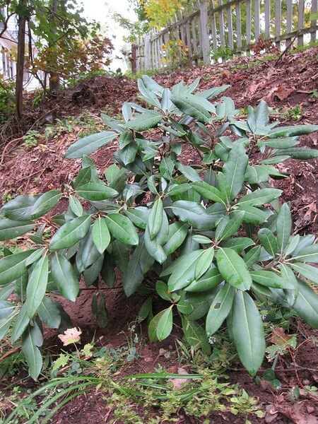 20+ Small or Dwarf Evergreen Shrubs - EatHappyProject