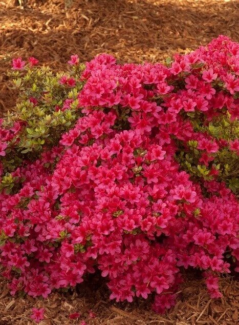 Compact ‘Hino Crimson’ Azalea (Botanical name - Rhododendron ‘Hino Crimson’)