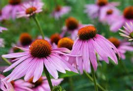 Cone Flower