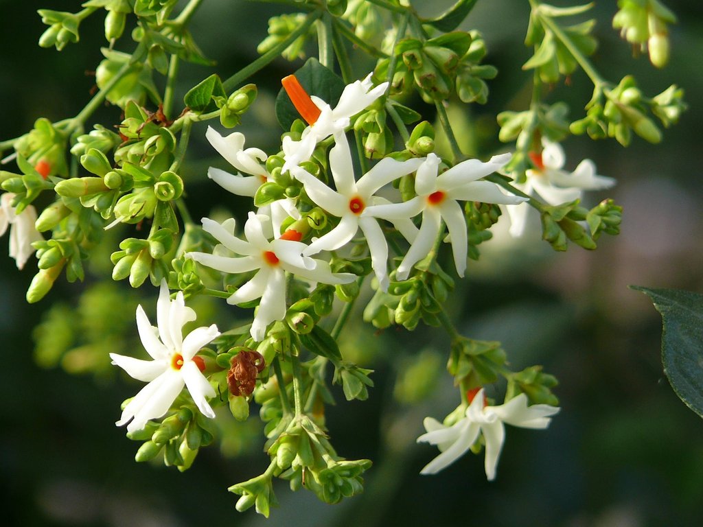 Coral Jasmine