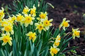 Daffodil
