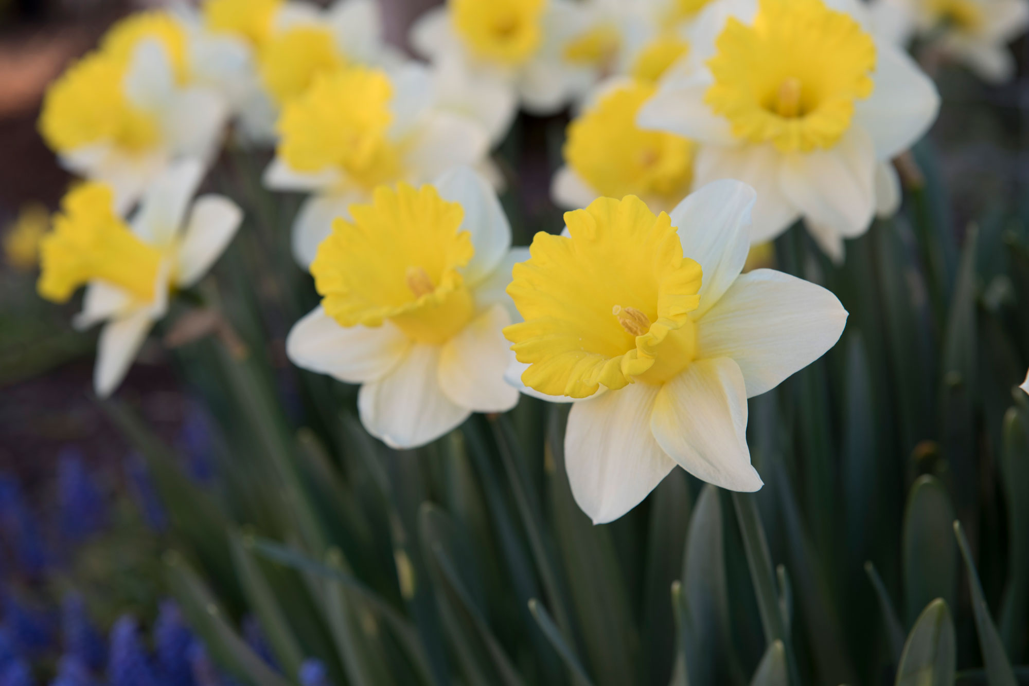 Daffodils