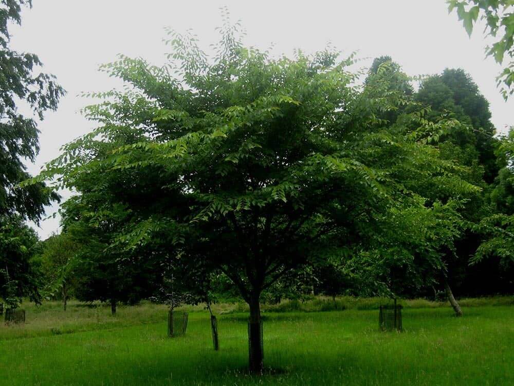 David Elm Tree (Ulmus Davidiana)