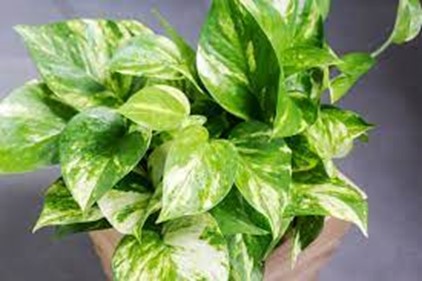 Devil’s Ivy Pothos