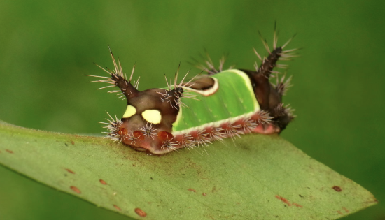 Did You Know Some Caterpillars Can Sting