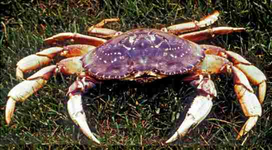 Dungeness Crab