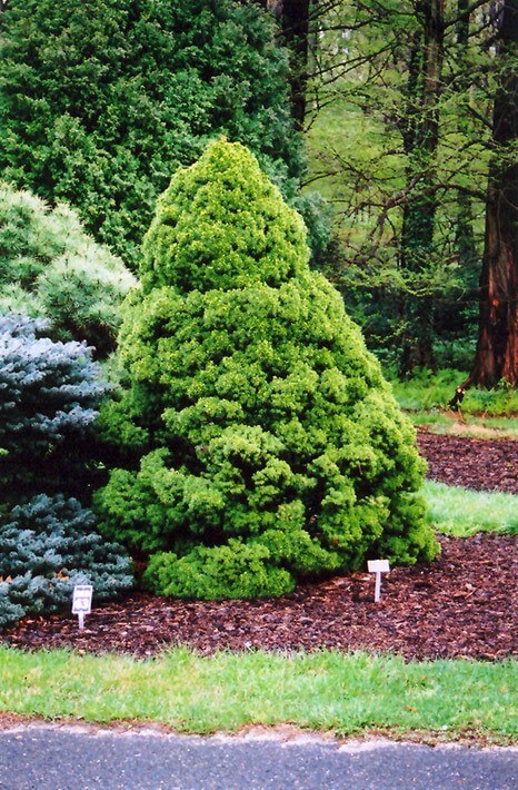Dwarf Alberta Spruce (Picea Glauca ‘Conica’)