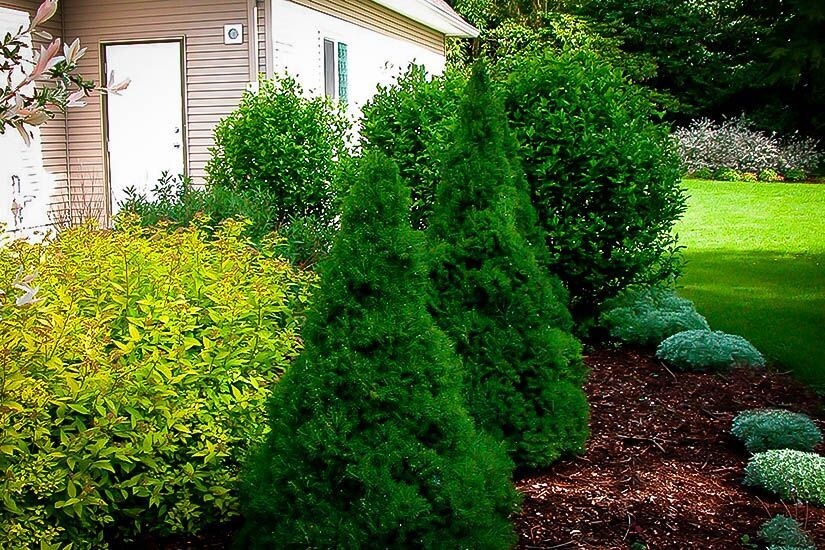 Dwarf Alberta Spruce