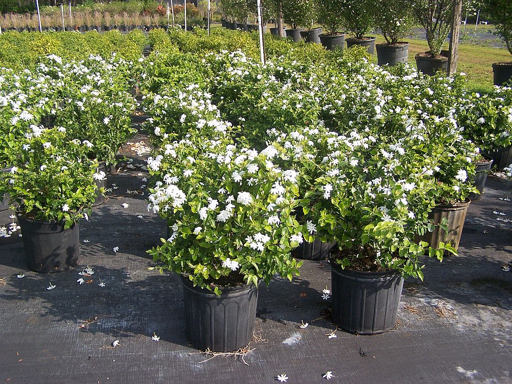 Dwarf Jasmine