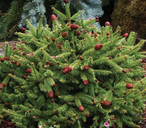 Dwarf Norway Spruce (Botanical name - Picea Abies ‘Pumila’)