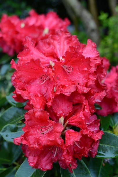 Dwarf Rhododendron Bushes (Botanical name - Rhododendron)