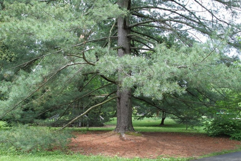 Pine Trees with Soft Needles: Comprehensive Identification Guide with ...