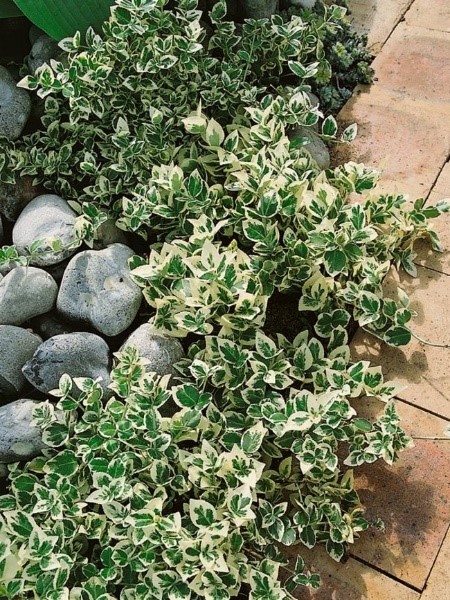 Emerald Gaiety (Botanical name – Euonymus Fortunei)