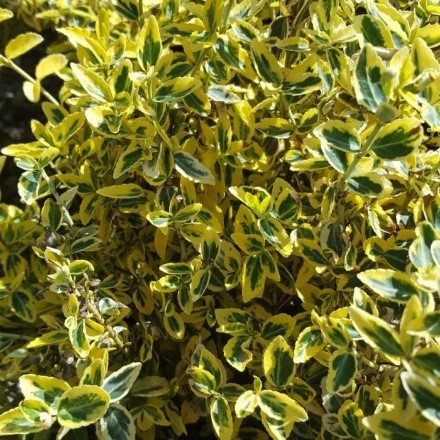 Emerald n Gold (Botanical name – Euonymus Fortunei)