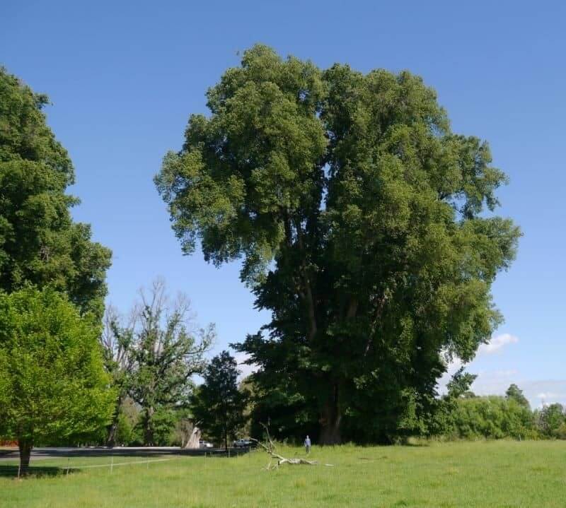 English Elm Tree (Ulmus Minor ‘Atinia’)