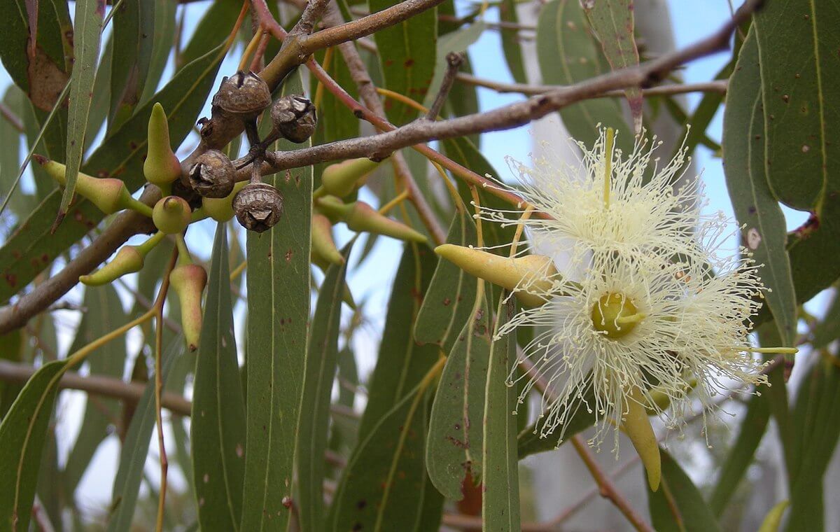 Eucalyptus (Eucalyptus sp.)