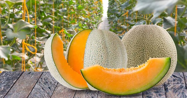 European Cantaloupe