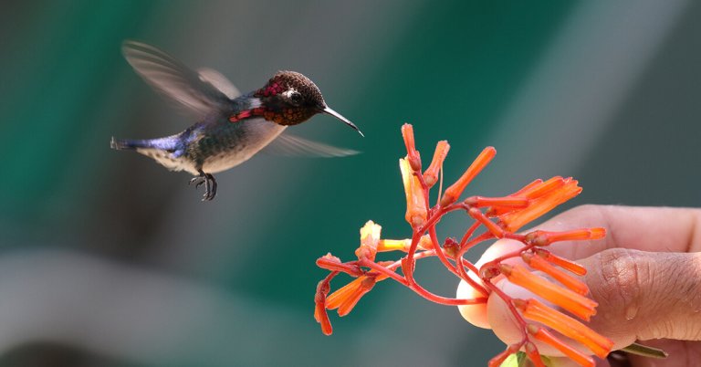 Facts You Never Knew About Hummingbirds