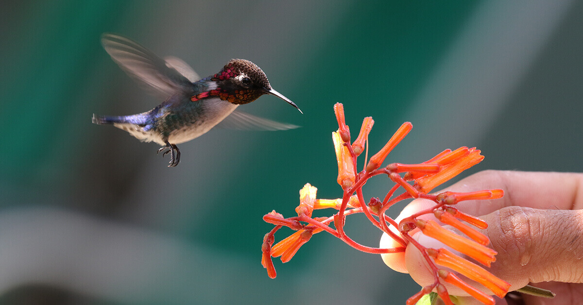 hummingbird-facts-hummingbirds-plus