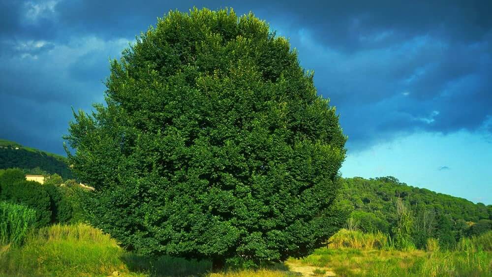 Field Elm Tree (Ulmus Minor)