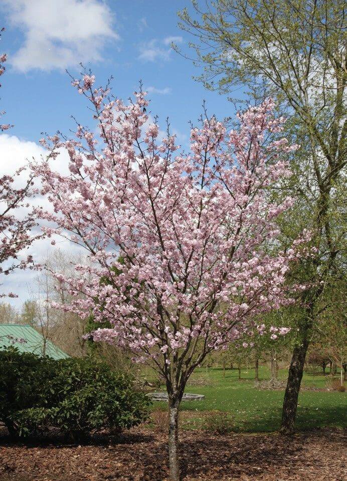 Flagpole Cherry Tree