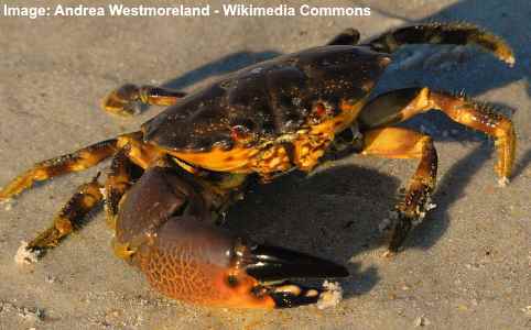 Florida Stone Crab