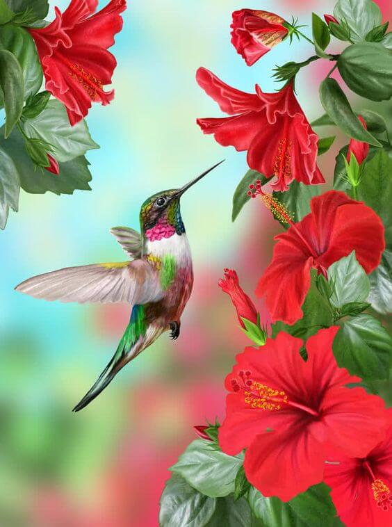 Flowers that attract Hummingbirds