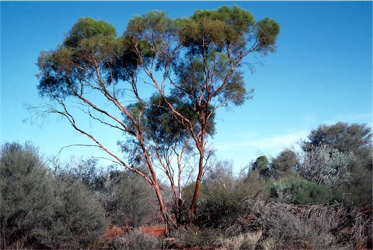 The Best Desert Trees with Picture and Names - EatHappyProject