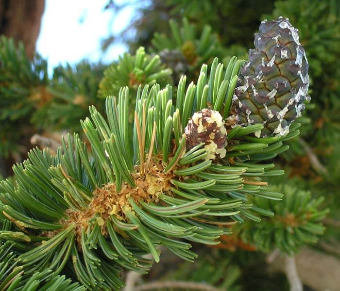 Foxtail Pine Tree