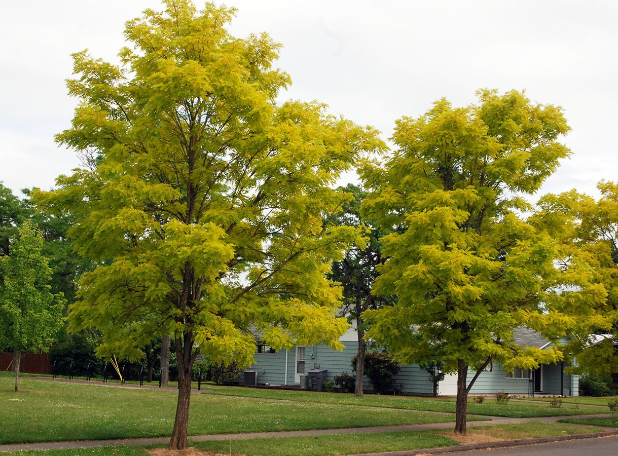 Frisia Black Locust