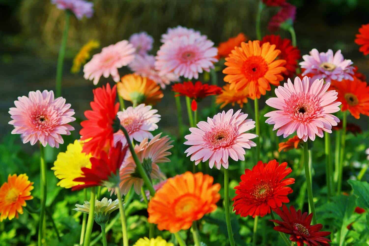 Gerbera Daisy