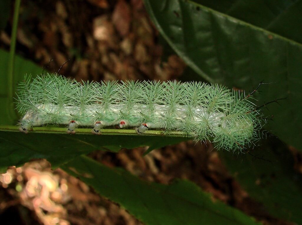 Giant Silkworm Moth Caterpillar