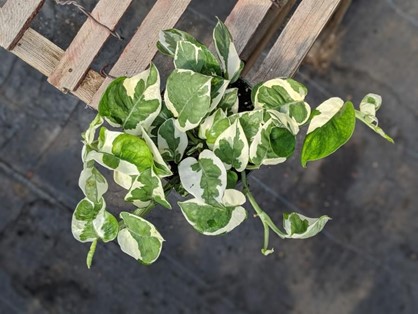 Glacier Pothos