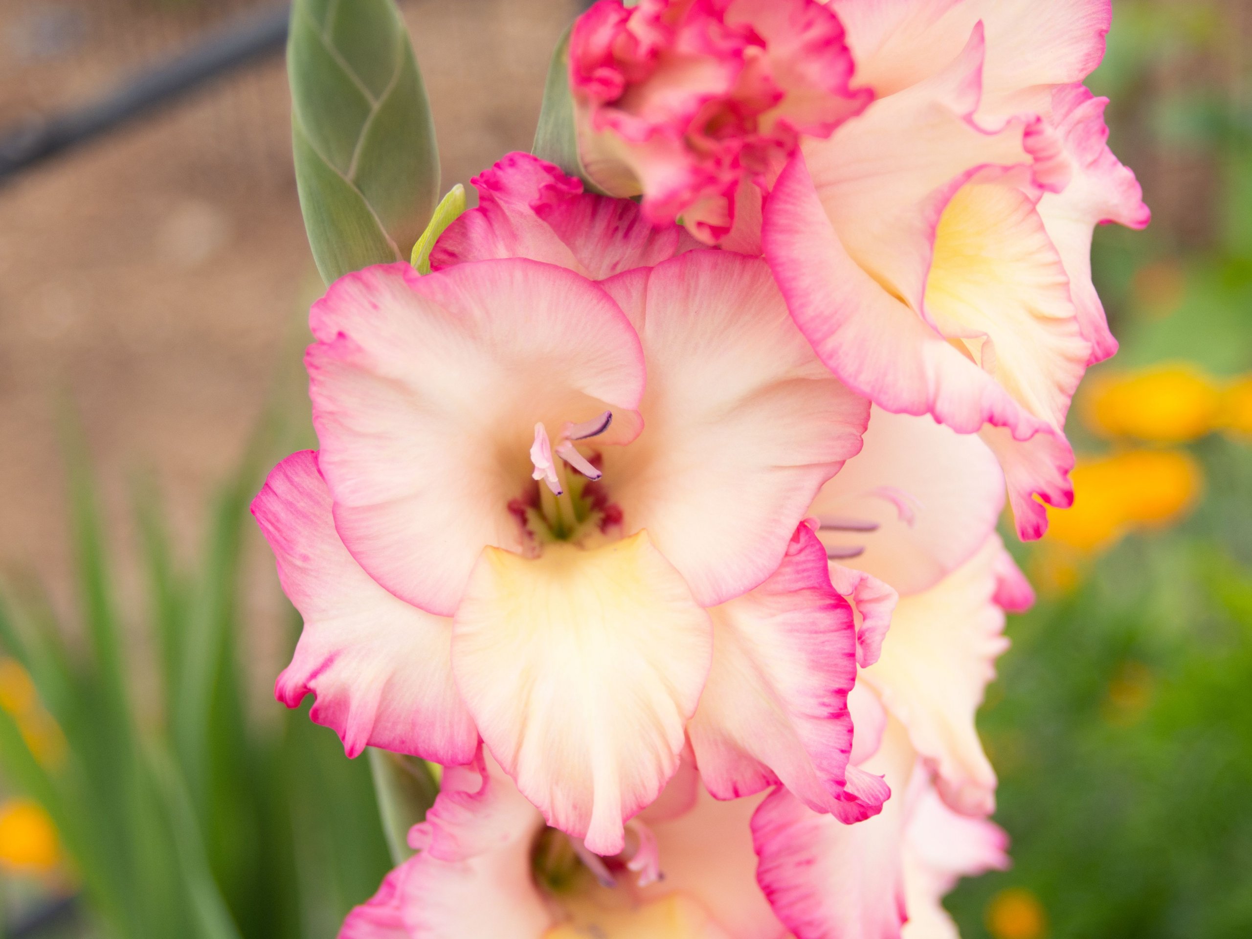 Gladiolus