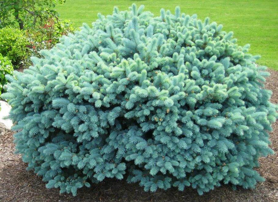 Glauca Globosa (Botanical name – Picea Pungens)